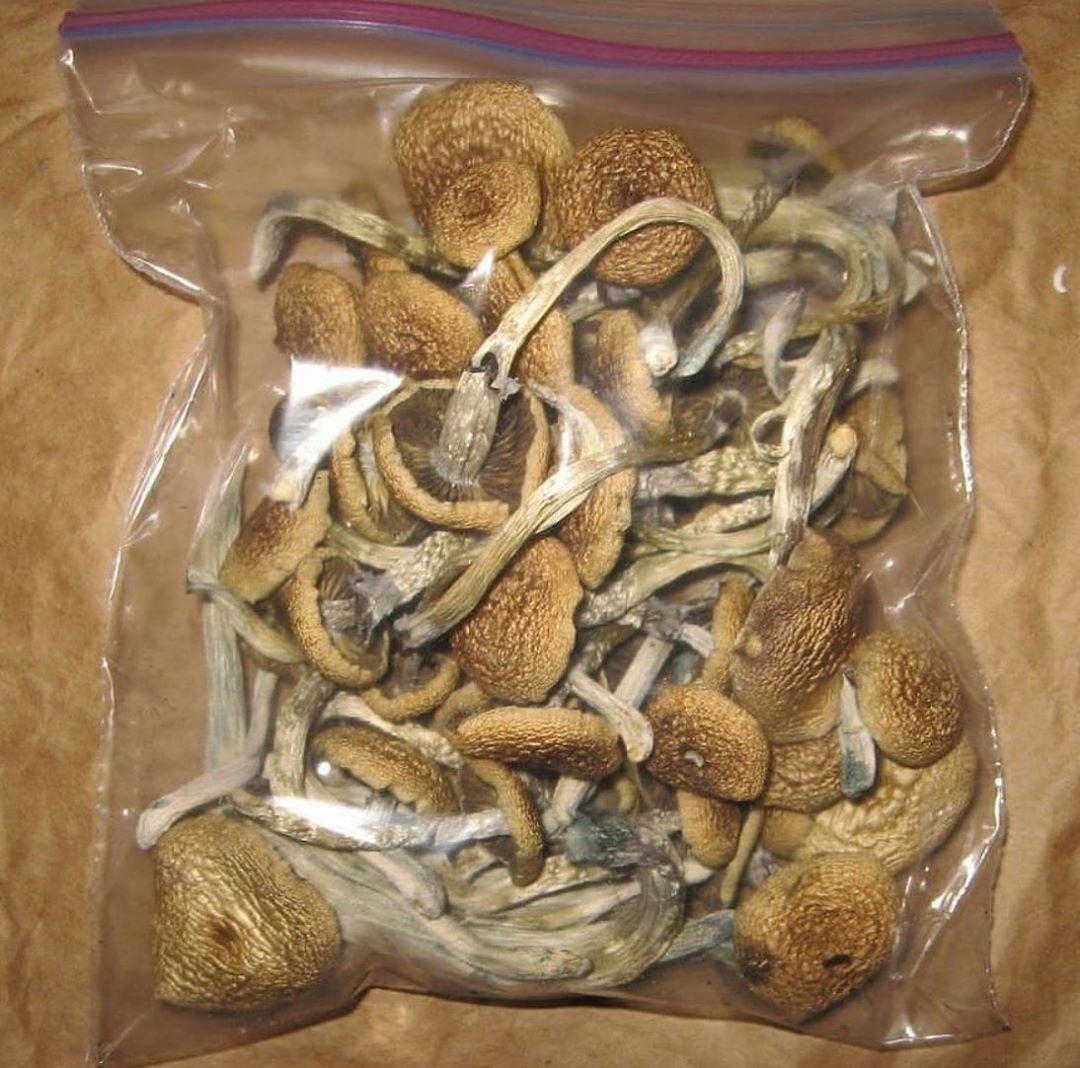 blue oyster mushroom growing kit