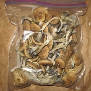 Blue Oyster Mushroom Growing Kit