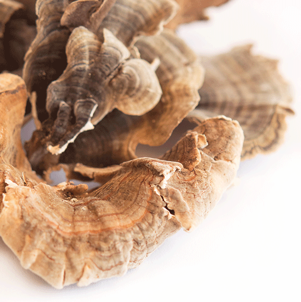 Where to Buy Turkey Tail Mushrooms Online