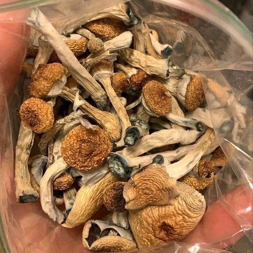 Golden Teacher Mushrooms for Sale