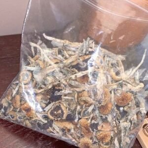 Great White Monster-Psilocybe Cubensis