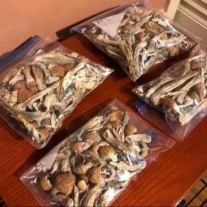 Psilocybe Azurescens mushrooms