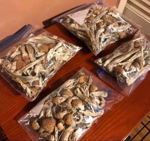 Psilocybe Azurescens mushrooms