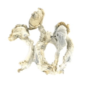 True Albino Teacher Mushroom